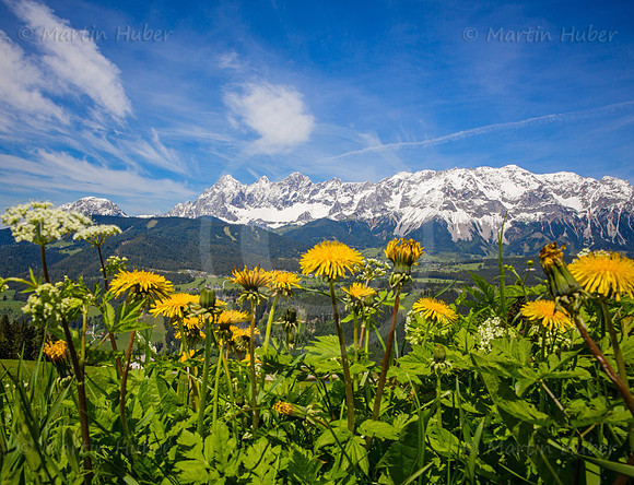 Blühende Löwenzahn-Wiese und Dachstein