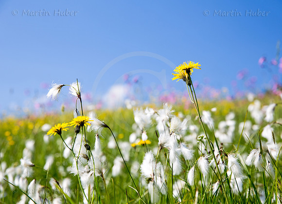Blühende Frühsommer-Wiese