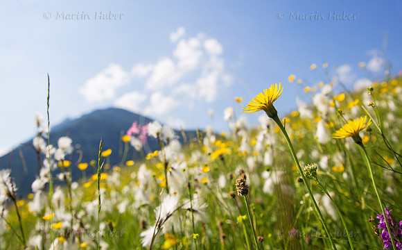 Blühende Frühsommer-Wiese