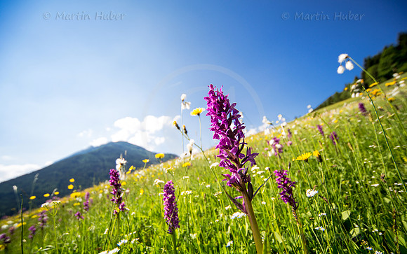 Blühende Frühsommer-Wiese mit Knabenkraut
