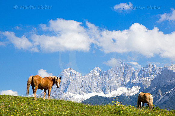 Haflinger vor dem Dachstein