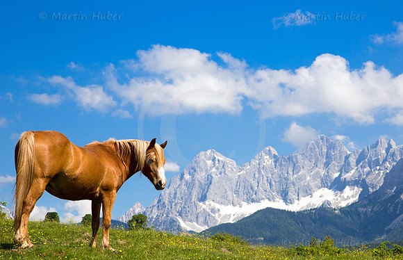 Haflinger vor dem Dachstein