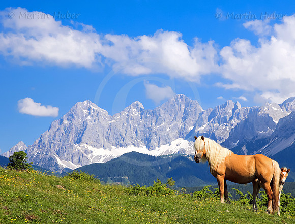 Haflinger vor dem Dachstein