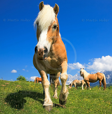Haflinger vor dem Dachstein