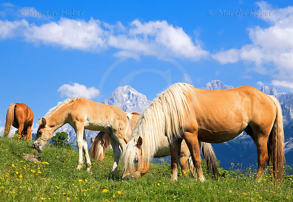 Haflinger vor dem Dachstein
