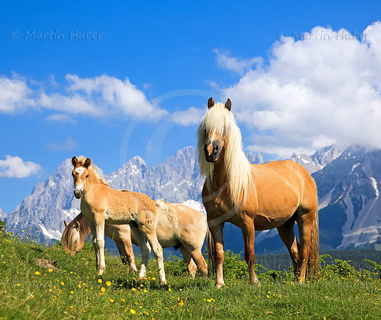 Haflinger vor dem Dachstein