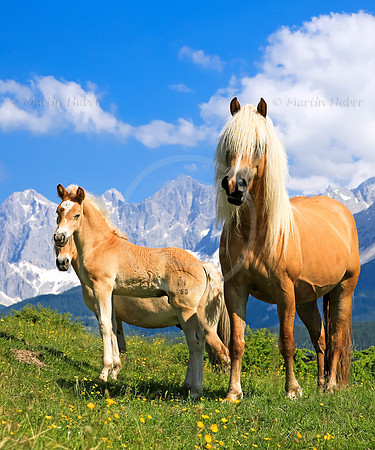 Haflinger vor dem Dachstein