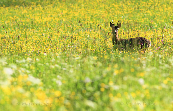 Der Rehbock in der blühenden Wiese