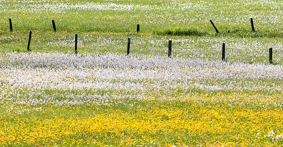 Gelb-weiße Frühsommer-Wiese