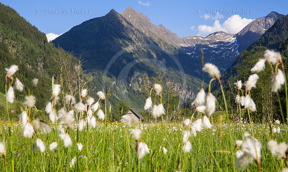 Wollgras-Wiese im Untertal