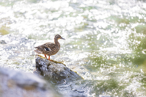 THEMENBILD, Frühling in den Bergen, Stockente