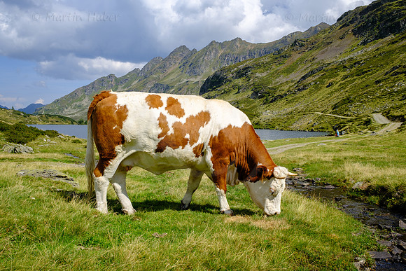 THEMENBILD, Almwirtschaft, Kuh, Rind auf der Alm