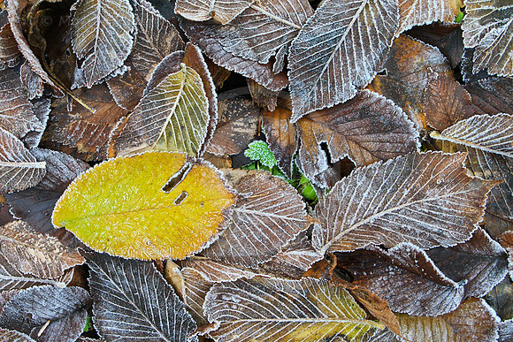 Herbstblätter mit zartem Reif