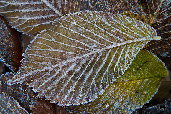 Herbstblätter mit zartem Reif