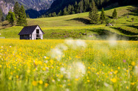 THEMENBILD, Frühling in den Bergen, Alm