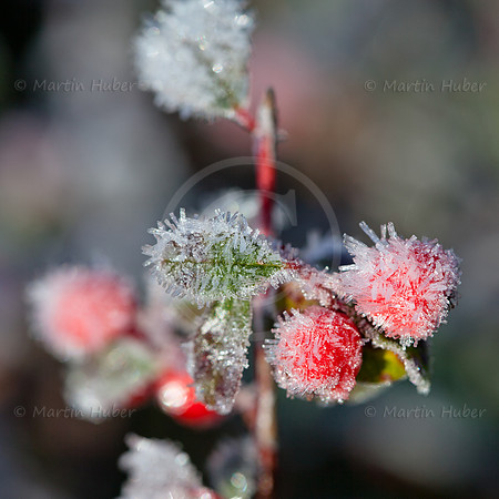 Fächerzwergmispel-Beeren im Morgenfrost