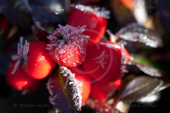 Fächerzwergmispel-Beeren im Morgenfrost