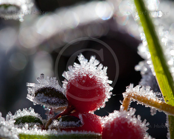 Fächerzwergmispel-Beeren im Morgenfrost