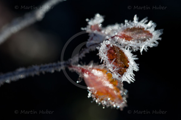 Herbstlaub, Morgenfrost und Gegenlicht