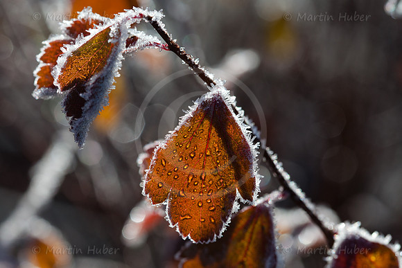 Herbstlaub, Morgenfrost und Gegenlicht