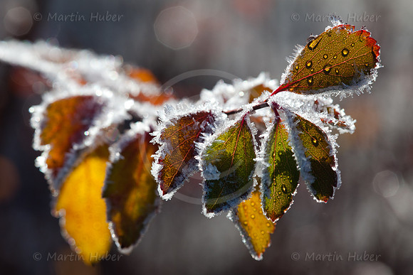Herbstlaub, Morgenfrost und Gegenlicht