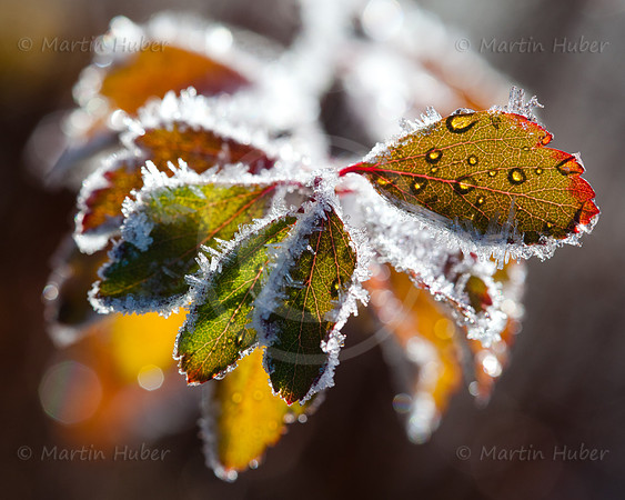 Herbstlaub, Morgenfrost und Gegenlicht