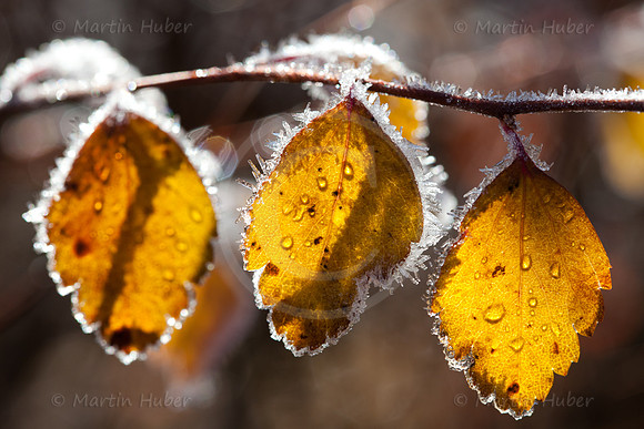 Herbstlaub, Morgenfrost und Gegenlicht