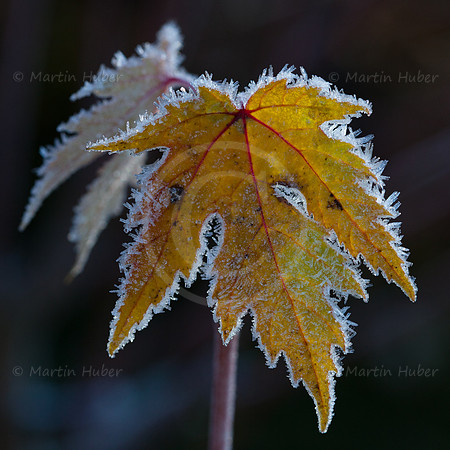 Ahornblätter im Morgenfrost