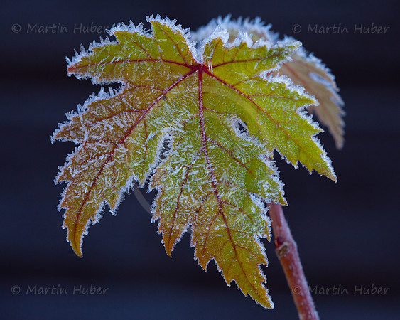 Ahornblätter im Morgenfrost