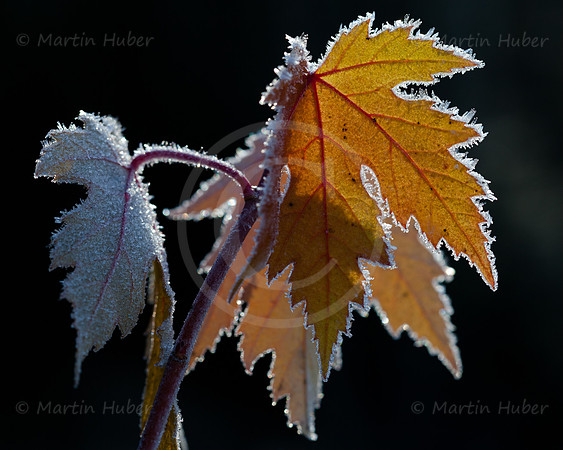 Ahornblätter im Morgenfrost