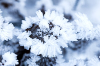 THEMENBILD, Wetter, Frost, Eis