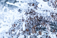 THEMENBILD, Wetter, Frost, Eis