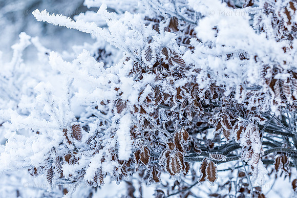 THEMENBILD, Wetter, Frost, Eis