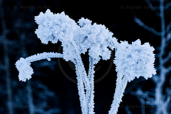 THEMENBILD, Wetter, Frost, Eis