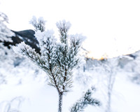 THEMENBILD, Wetter, Frost, Eis