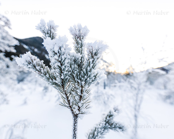 THEMENBILD, Wetter, Frost, Eis