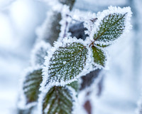 THEMENBILD, Wetter, Frost, Eis