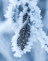 THEMENBILD, Wetter, Frost, Eis