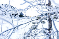 THEMENBILD, Wetter, Frost, Eis