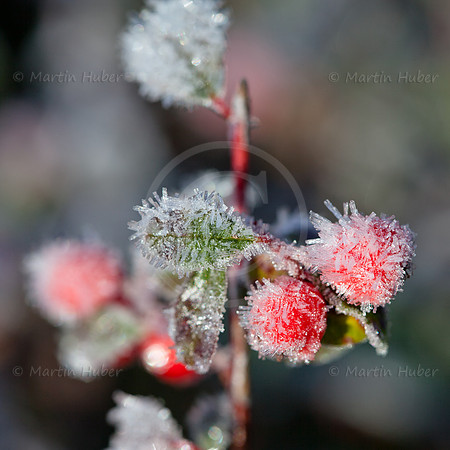 Fächerzwergmispel-Beeren im Morgenfrost