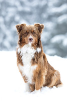 Australian Shepherd im Schnee