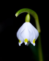 Frühlingsknotenblumen