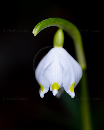 Frühlingsknotenblumen