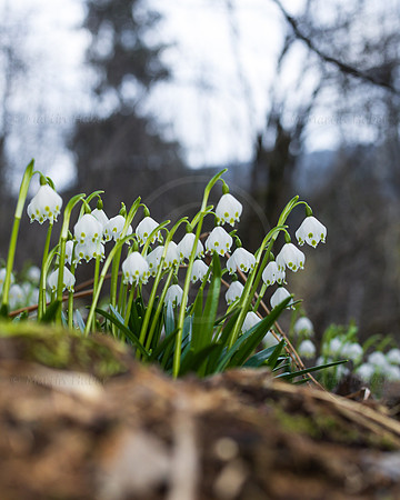 Frühlingsknotenblumen