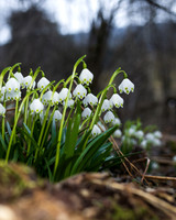Frühlingsknotenblumen