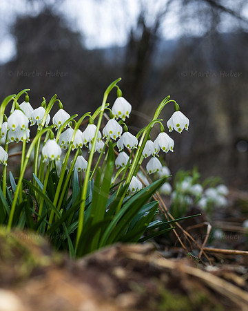 Frühlingsknotenblumen