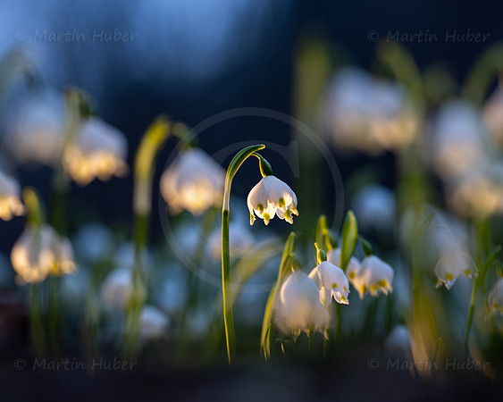 Frühlingsknotenblumen