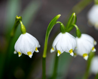 Frühlingsknotenblumen