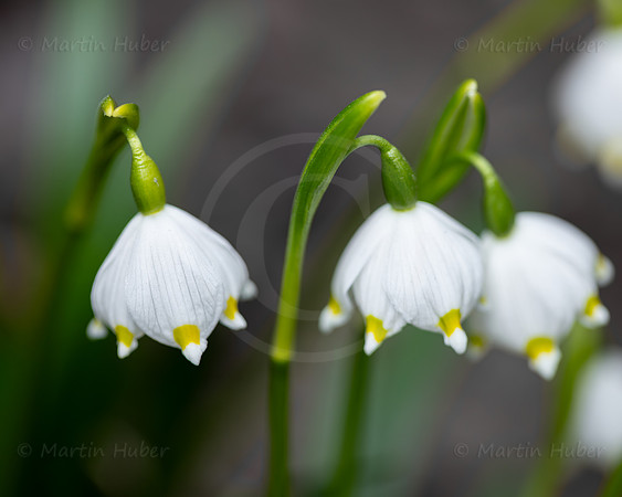Frühlingsknotenblumen
