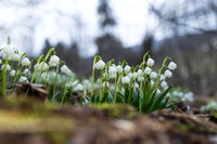 Frühlingsknotenblumen